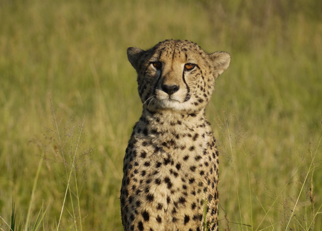 Safari Cheetah